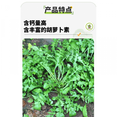 Clearance 清仓特价 野生荠菜种子 好品牌 10包