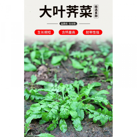 Clearance 清仓特价 野生荠菜种子 好品牌 10包