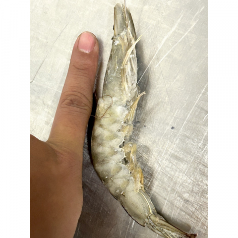鲜冻太平洋大虾